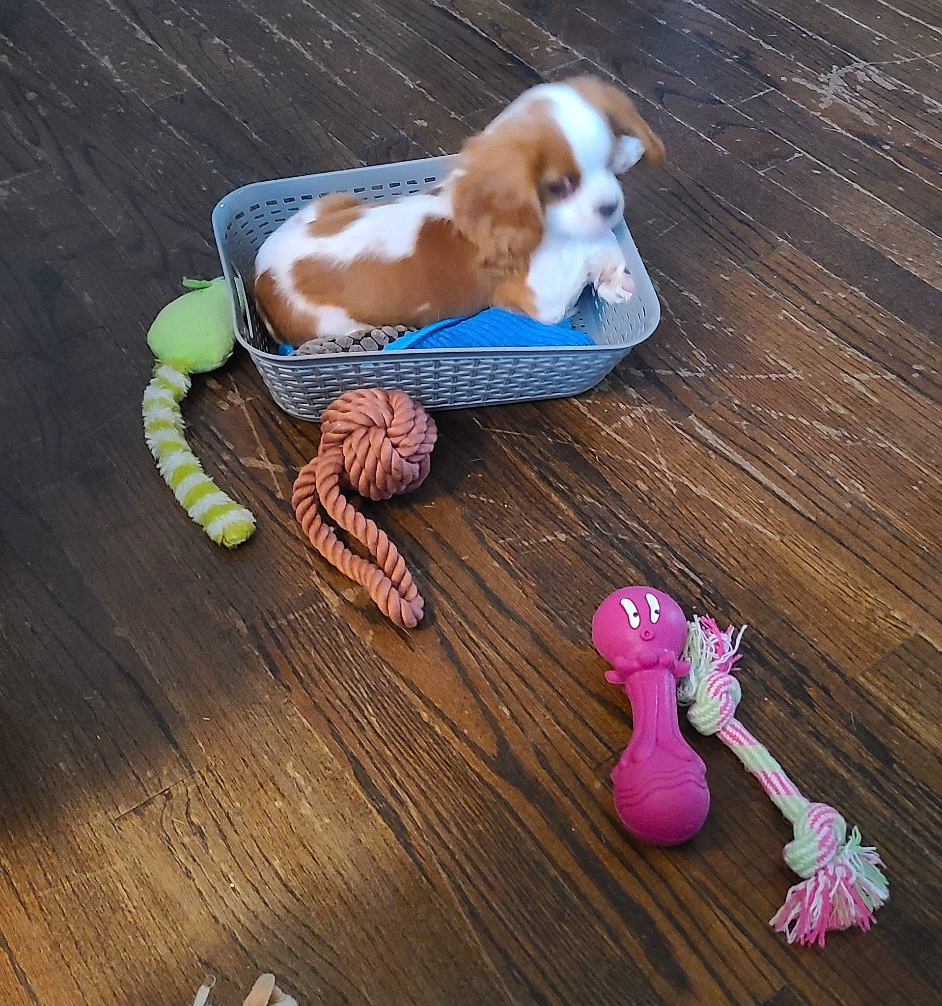 Dexter joined the competition — help win amazing prizes! canidae, carnivore, companion_dog, dog, dog_breed, dog_supply, fashion_accessory, fawn, flooring, foot, hardwood, laminate_flooring, liver, sporting_group, tail, toy, varnish, wood, wood_flooring, wood_stain