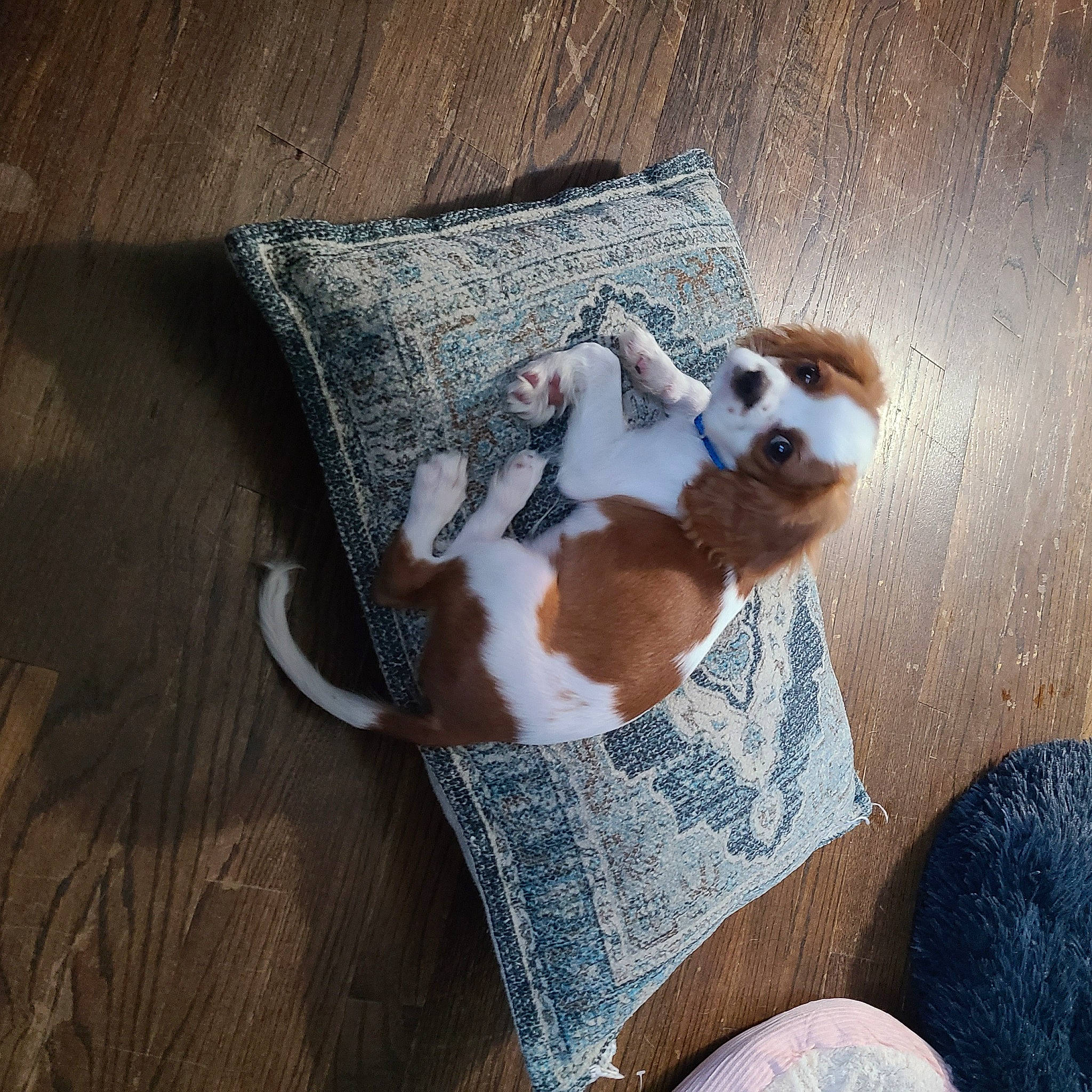 Dexter joined the competition — help win amazing prizes! brown, carnivore, comfort, companion_dog, dog, dog_bed, dog_breed, fawn, felidae, flooring, foot, fur, hardwood, human_leg, paw, snout, tail, tints_and_shades, whiskers, wood