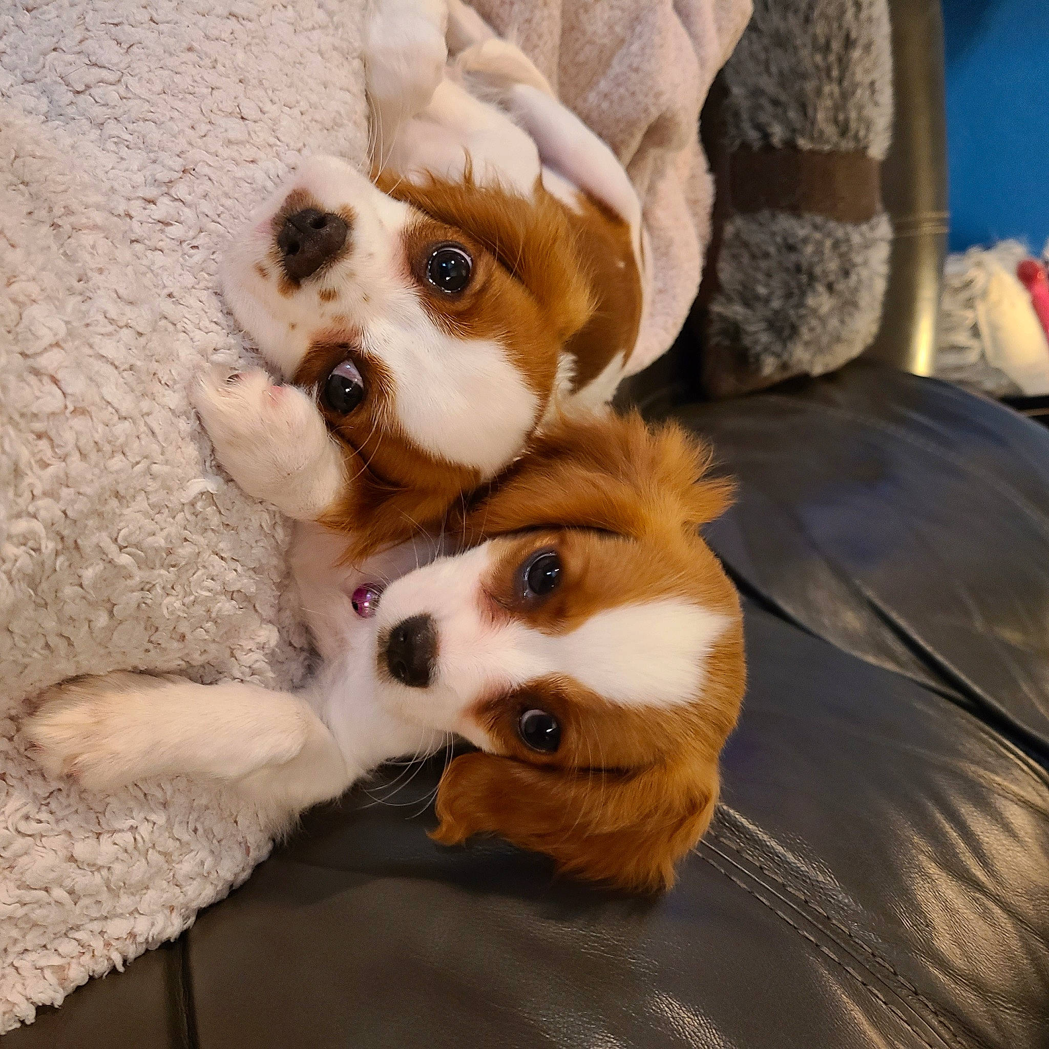 Daisy is registered to the contest to win money with this photo: bed, canidae, carnivore, comfort, companion_dog, dog, dog_breed, dog_supply, ear, fawn, fur, linens, paw, snout, sporting_group, terrestrial_animal, toy, toy_dog, whiskers, working_animal