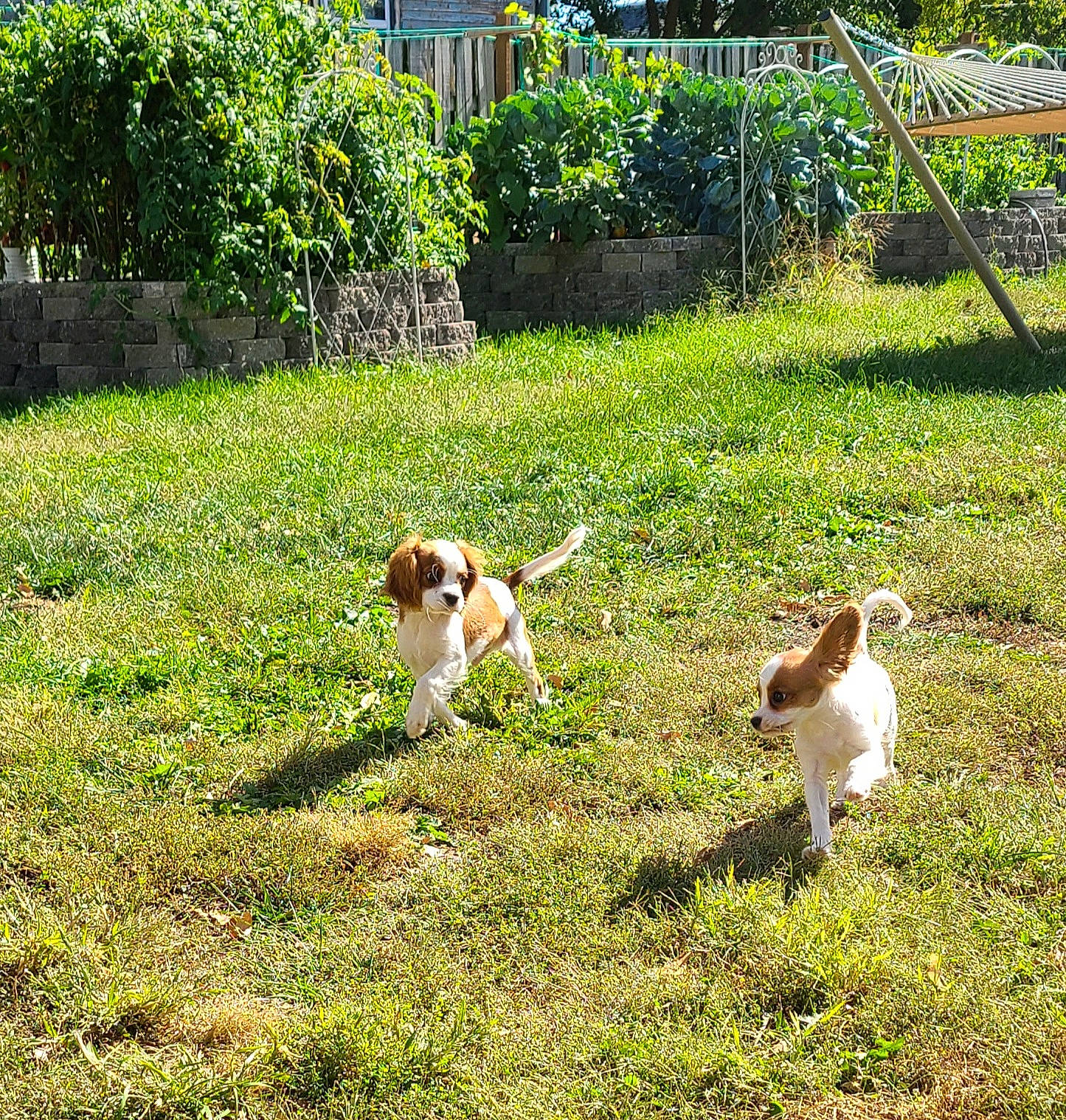 Daisy joined the competition — help win amazing prizes! carnivore, companion_dog, dog, dog_breed, fawn, fence, garden, grass, grass_family, grassland, groundcover, landscape, lawn, meadow, pasture, plant, shrub, sporting_group, tail, tree