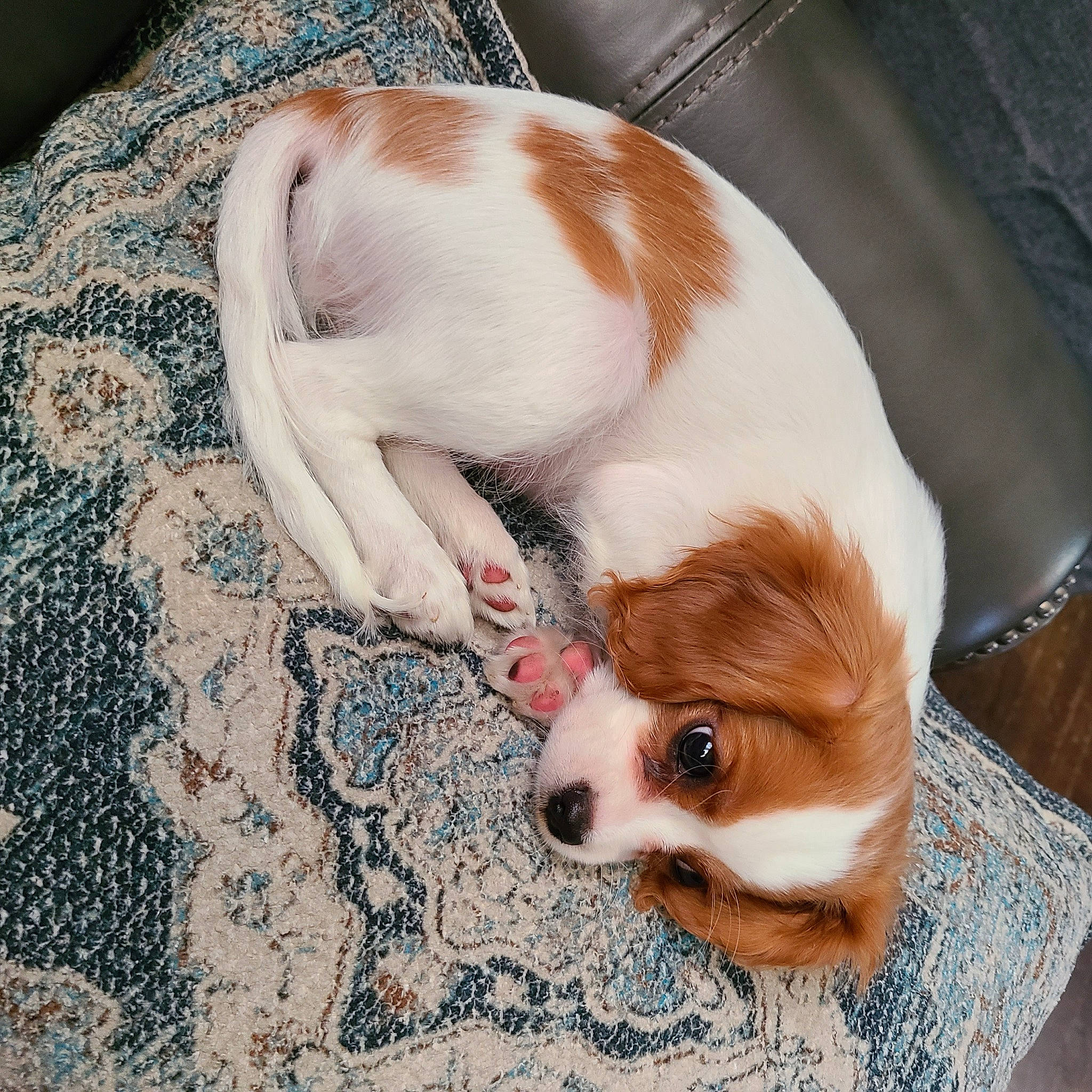 Daisy is registered to the contest to win money with this photo: canidae, carnivore, chihuahua, comfort, companion_dog, dog, dog_breed, dog_supply, ear, fawn, fur, head, irishjacks, liver, pet_supply, snout, sporting_group, toy_dog, whiskers, working_animal