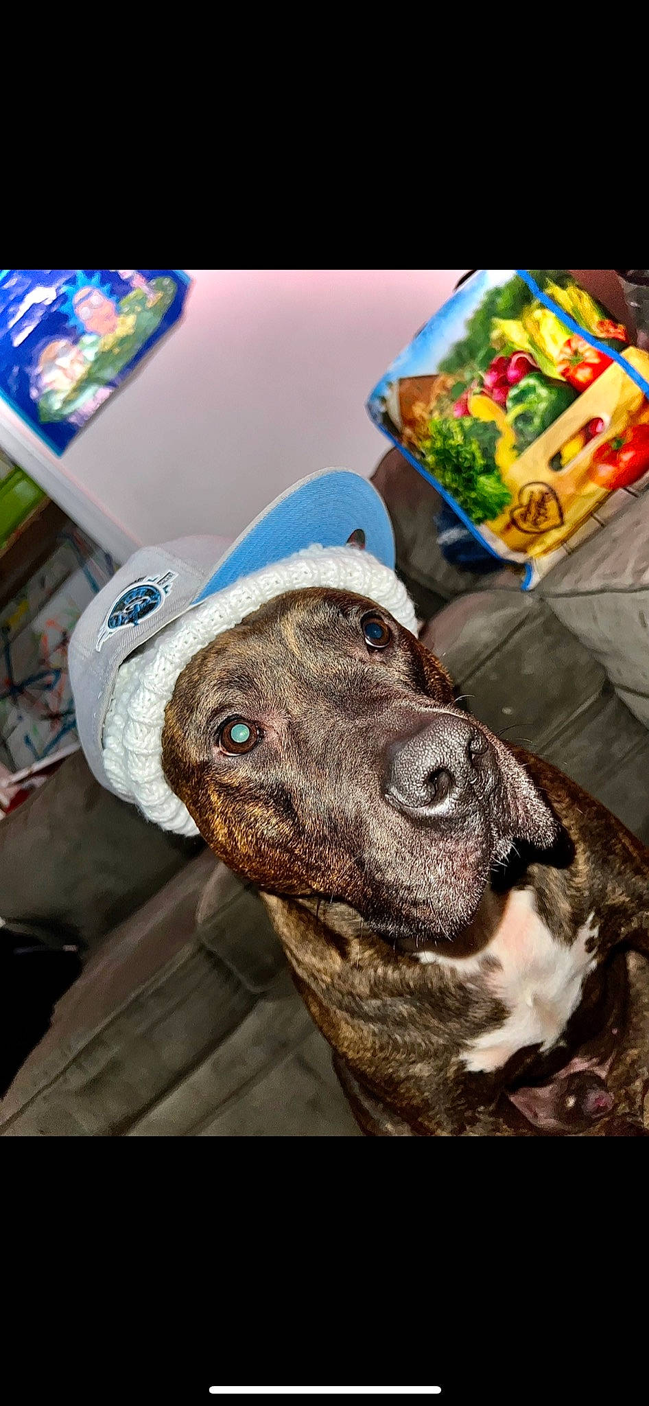Hades joined the competition — help win amazing prizes! cap, carnivore, collar, companion_dog, dog, dog_breed, dog_collar, dog_supply, ear, fashion_accessory, fawn, fur, guard_dog, hat, liver, snout, sporting_group, sun_hat, whiskers, working_animal