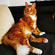 Snickers participe au concours pour gagner de l'argent avec cette photo : cat, ginger_cat, fluffy_fur, white_paws, lounging, couch, black_couch, quilted, pillow, cream_pillow, alert, curious, amber_eyes, indoor, pet, domestic_cat, feline, relaxation, home, laptop