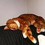 Snickers participe au concours pour gagner de l'argent avec cette photo : animal, cat, closeup, comfort, cozy, cute, domestic_cat, feline, fur, indoor, mammal, nap, orange_tabby, paws, pet, relaxed, resting, sleeping, soft, whiskers