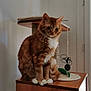 animal, cat, curious, cute, domestic_animal, feline, fluffy, furniture, household, indoor, mammal, orange_tabby, pet, relaxed, scratching_post, sitting, toy, whiskers, white_paws, wooden_surface