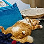 blanket, cat, cat_bed, cozy, cushion, cute, domestic_animal, feline, fluffy, fur, home, indoor, orange_cat, paw, pet, pillow, relaxed, resting, sleeping, tail