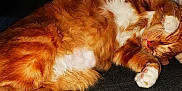 Snickers participe au concours pour gagner de l'argent avec cette photo : animal, cat, close_up, cozy, curled_up, cute, domestic_cat, feline, fluffy, fur, indoor, orange_cat, paw_pads, pet, relaxed, resting, sleeping, soft_light, whiskers, white_paws