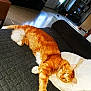 Snickers a rejoint le concours — aidez-le/la à gagner de superbes lots ! cat, comfort, couch, curtain, feline, floor, fur, indoor, living_room, orange_cat, paw, pet, pillow, quilt, relaxing, resting, sunlight, tabby, whiskers, window