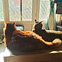 animal, back_view, cat, cats, cozy, curtains, domestic, feline, fur, home, indoor, living_room, pet, relaxing, resting, shadow, sunlight, table, two, window