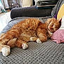 animal, blanket, cat, comfort, couch, cozy, domestic, feline, fur, home, indoor, knitted, orange_tabby, paw, pet, pillow, relaxation, resting, sleeping, whiskers