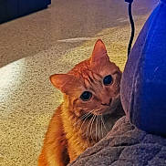 Snickers a rejoint le concours — aidez-le/la à gagner de superbes lots ! animal, carpet, cat, close_up, couch, cozy, curious, cute, domestic, ears, eyes, fur, furniture, home, indoor, looking, orange_tabby, pet, playful, whiskers