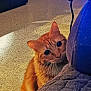 animal, carpet, cat, close_up, couch, cozy, curious, cute, domestic, ears, eyes, fur, furniture, home, indoor, looking, orange_tabby, pet, playful, whiskers