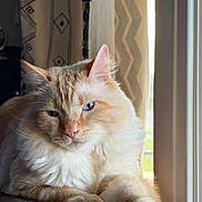 Runtz is registered to the contest to win money with this photo: cat, fluffy, cream_color, orange_color, window, curtains, indoor, pet, relaxed, animal, feline, soft_light, closeup, whiskers, ears, paws, resting, domestic, home, portrait