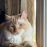 cat, fluffy, cream_color, orange_color, window, curtains, indoor, pet, relaxed, animal, feline, soft_light, closeup, whiskers, ears, paws, resting, domestic, home, portrait
