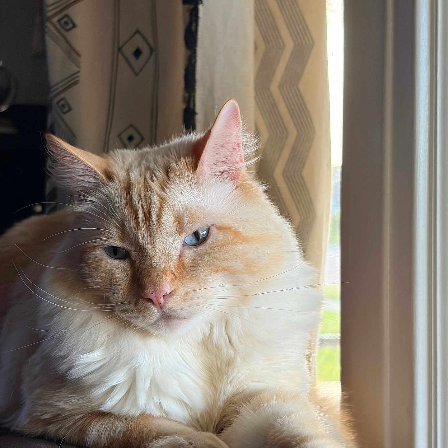 Runtz is registered to the contest to win money with this photo: cat, fluffy, cream_color, orange_color, window, curtains, indoor, pet, relaxed, animal, feline, soft_light, closeup, whiskers, ears, paws, resting, domestic, home, portrait