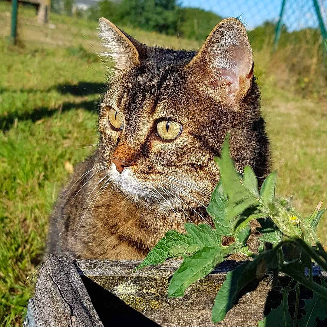Iota participe au concours pour gagner de l'argent avec cette photo : bobcat, carnivore, cat, domestic_short_haired_cat, felidae, fur, grass, grassland, herb, lynx, plant, sky, small_to_medium_sized_cats, snout, soil, terrestrial_animal, tree, whiskers, wildlife