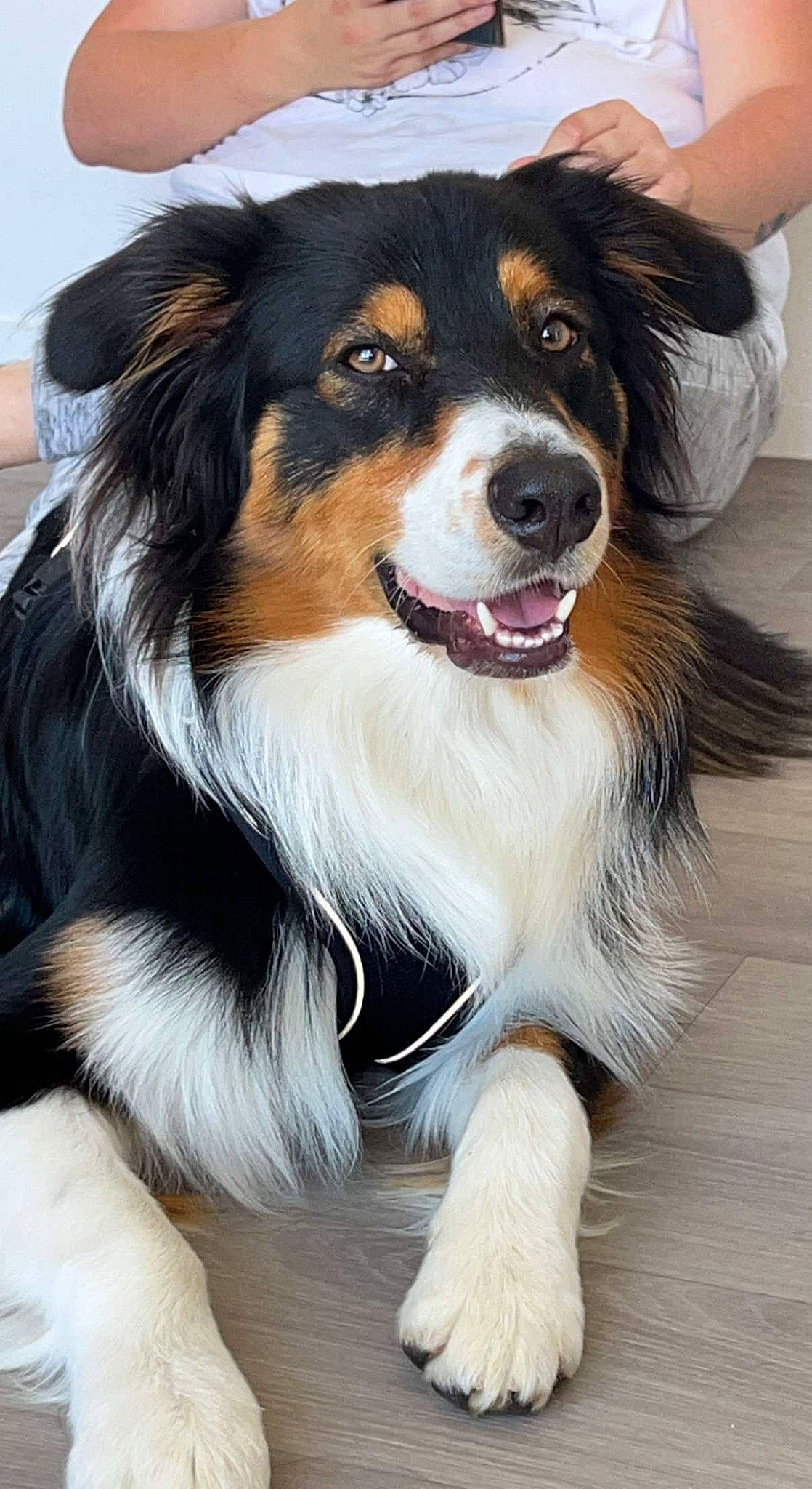 Shanghai participe au concours pour gagner de l'argent avec cette photo : carnivore, collar, companion_dog, dog, dog_breed, fur, herding_dog, snout, sporting_group, whiskers, working_animal, working_dog