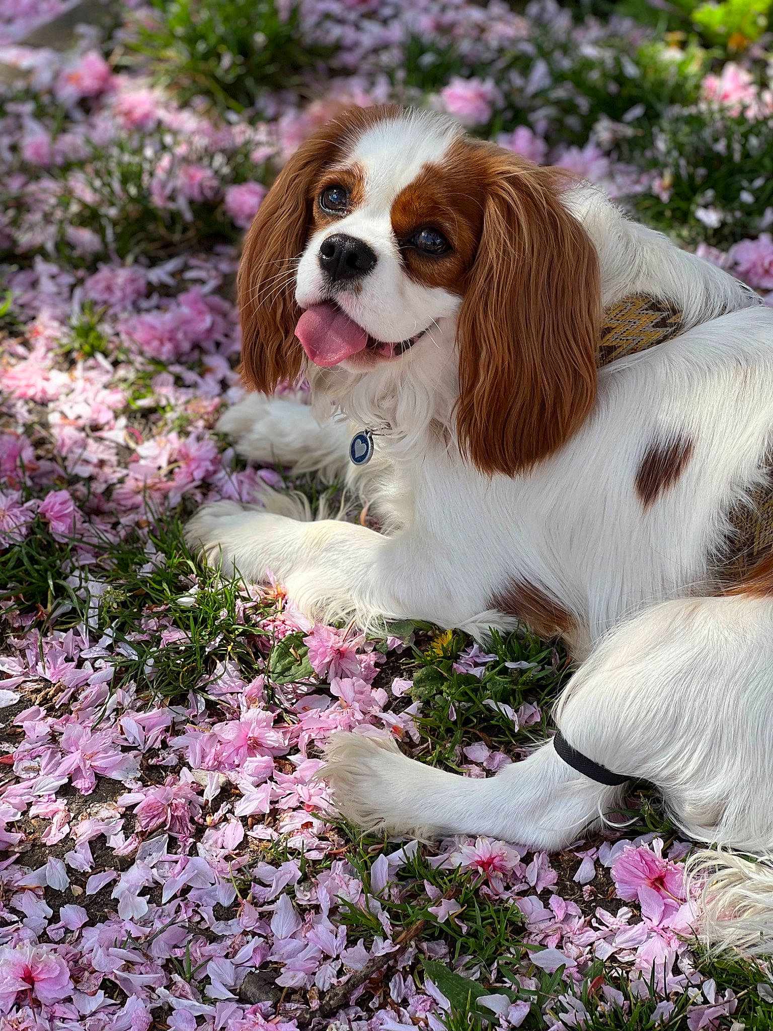Linda a rejoint le concours — aidez-le/la à gagner de superbes lots ! annual_plant, botany, carnivore, cavalier_king_charles_spaniel, companion_dog, dog, dog_breed, fawn, flower, flowering_plant, grass, groundcover, gun_dog, liver, petal, pink, plant, spaniel, sporting_group, spring