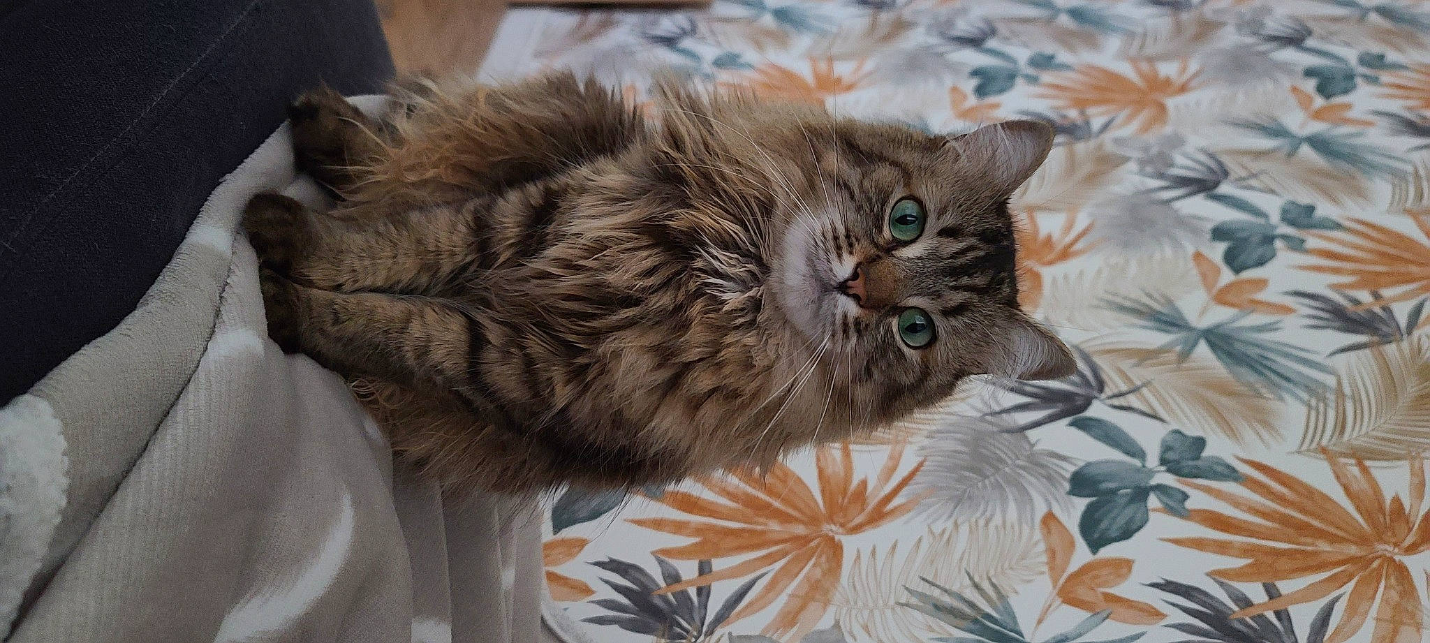 Orage a rejoint le concours — aidez-le/la à gagner de superbes lots ! british_longhair, carnivore, cat, claw, comfort, domestic_short_haired_cat, fawn, felidae, fur, grey, liver, paw, small_to_medium_sized_cats, tail, terrestrial_animal, whiskers