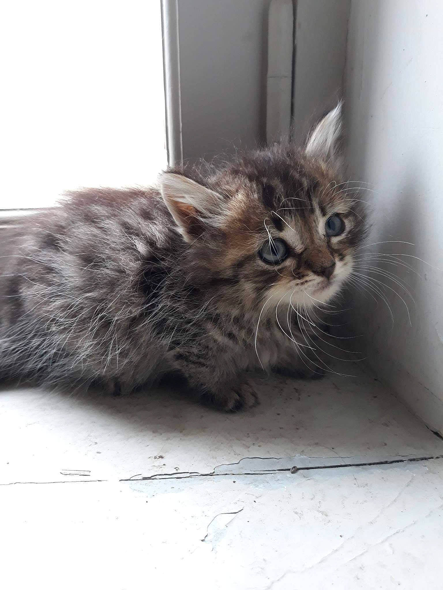 Orage participe au concours pour gagner de l'argent avec cette photo : asian, british_semi_longhair, carnivore, cat, domestic_long_haired_cat, domestic_short_haired_cat, european_shorthair, felidae, kitten, maine_coon, mammal, norwegian_forest_cat, pixie_bob, ragamuffin, siberian, small_to_medium_sized_cats, tabby_cat, vertebrate, whiskers, wild_cat