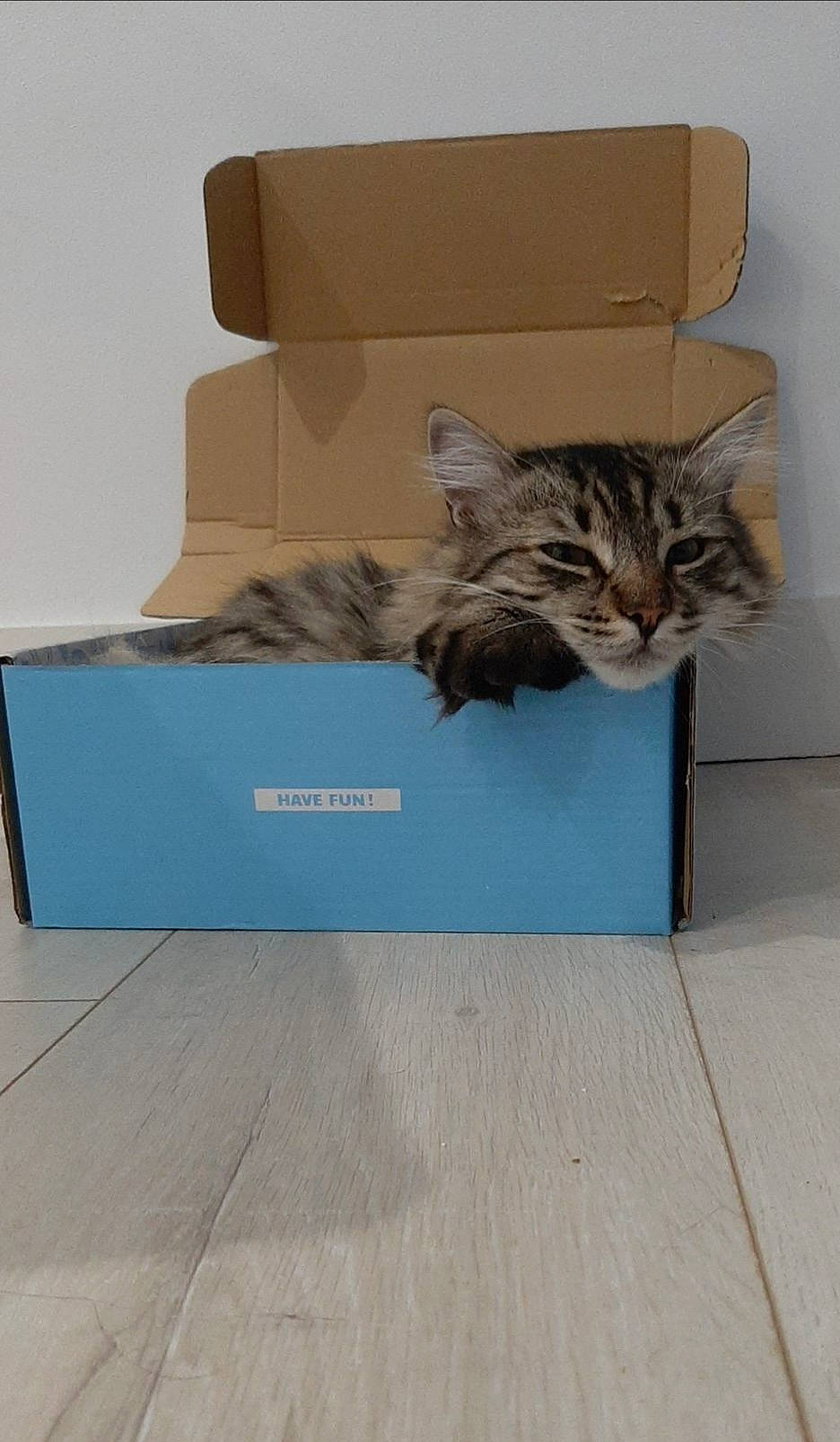 Orage participe au concours pour gagner de l'argent avec cette photo : box, cardboard, carnivore, carton, cat, domestic_short_haired_cat, european_shorthair, felidae, kitten, maine_coon, norwegian_forest_cat, packaging_and_labeling, small_to_medium_sized_cats, tabby_cat, whiskers