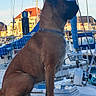 Tamara a rejoint le concours — aidez-le/la à gagner de superbes lots ! boat_deck, boat_equipment, brown_dog, buildings, collar, dog, harbor, marina, mast, nautical, outdoors, photography, profile, rigging, rope, sailboat, sailing, sitting, sunny, waterfront