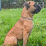 alert, animal, backyard, black_muzzle, boxer, brown_dog, canine, chain_collar, daylight, dog, fence, garden, grass, nature, outdoors, pet, portrait, profile, sitting, trees