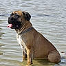 Tamara a rejoint le concours — aidez-le/la à gagner de superbes lots ! animal, brindle, chain_collar, dog, dog_collar, lake, large_dog, mastiff, outdoor, panting, pet, portrait, reflection, ripples, shoreline, sitting, swimming, tongue_out, water, wet