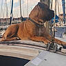animal, boat, brown_dog, collar, deck, dog, harbor, lying_down, marina, mast, nautical, outdoor, pet, profile, ropes, sailboat, sitting, sunset, travel, waterfront