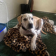 Cash is registered to the contest to win money with this photo: dog, blanket, leopard_print, carpet, indoor, pet, canine, resting, collar, floor, animal, cute, fur, paw, young_dog, domestic, relaxed, looking, home, cozy