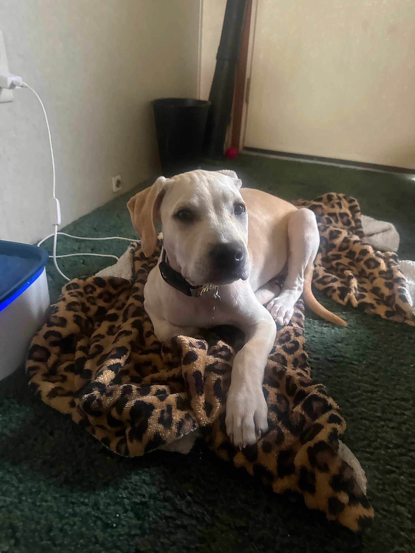 Cash is registered to the contest to win money with this photo: dog, blanket, leopard_print, carpet, indoor, pet, canine, resting, collar, floor, animal, cute, fur, paw, young_dog, domestic, relaxed, looking, home, cozy