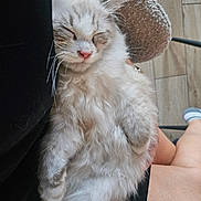 Bounty a rejoint le concours — aidez-le/la à gagner de superbes lots ! cat, kitten, fluffy, white_fur, gray_fur, long_hair, sleeping, closed_eyes, pink_nose, whiskers, paws, pet, animal, held, indoor, portrait, cozy, chair, human_arm, cute