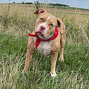 Maya a rejoint le concours — aidez-le/la à gagner de superbes lots ! dog, bandana, grass, field, outdoor, pet, canine, curious, nature, sky, cloudy, animal, brown, white, ears, snout, standing, greenery, landscape, playful