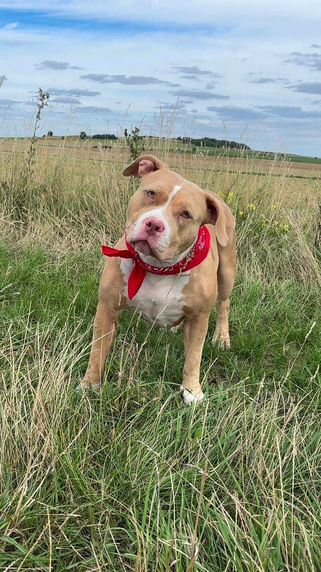 Maya