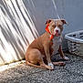 animal, brown_dog, calm, companion, daylight, dog, domestic, expression, laundry_basket, orange_bandana, outdoor, pet, quiet, resting, shadow, sitting, stone_floor, sunlight, white_chest, white_wall