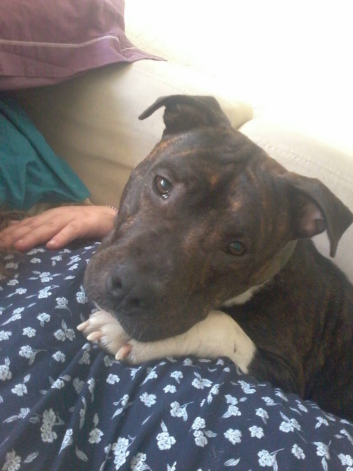 Shiro a rejoint le concours — aidez-le/la à gagner de superbes lots ! borador, canidae, carnivore, collar, comfort, companion_dog, dog, dog_breed, fur, guard_dog, hat, non_sporting_group, pattern, sitting, sporting_group, terrestrial_animal, whiskers, working_animal