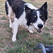 Curly a rejoint le concours — aidez-le/la à gagner de superbes lots ! animal, black_and_white, border_collie, canine, dog, domestic_animal, ears, fur, garden, grass, grass_patch, happy, muzzle, nature, outdoor, pet, playful, smiling, tongue, yard