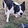 animal, black_and_white, border_collie, canine, dog, domestic_animal, ears, fur, garden, grass, grass_patch, happy, muzzle, nature, outdoor, pet, playful, smiling, tongue, yard