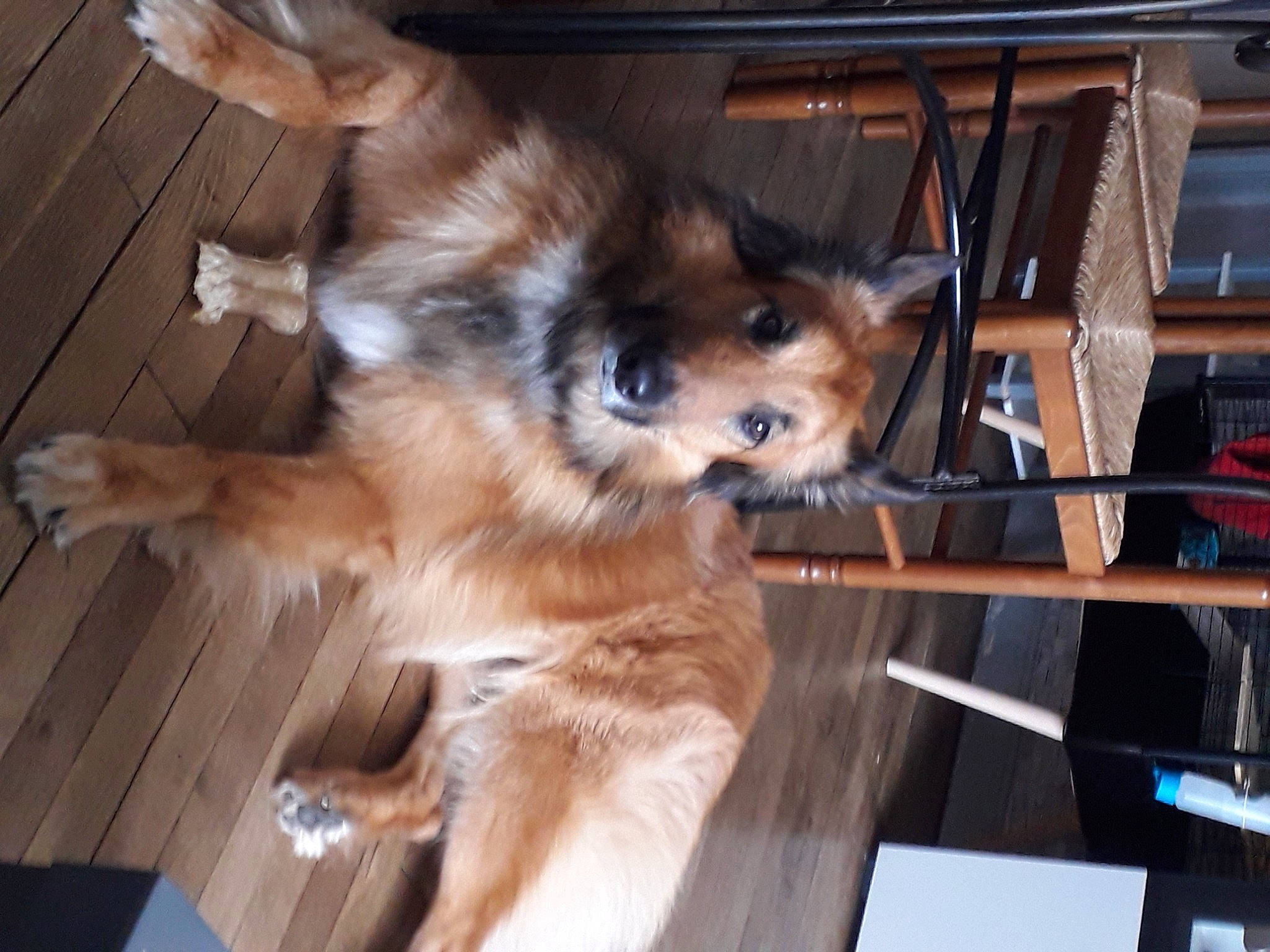 Mabrouk participe au concours pour gagner de l'argent avec cette photo : canis, carnivore, companion_dog, dog, dog_breed, fawn, fur, german_spitz, german_spitz_klein, herding_dog, pet_supply, pomeranian, scotch_collie, snout, spitz, tail, toy_dog, whiskers, wood, working_animal