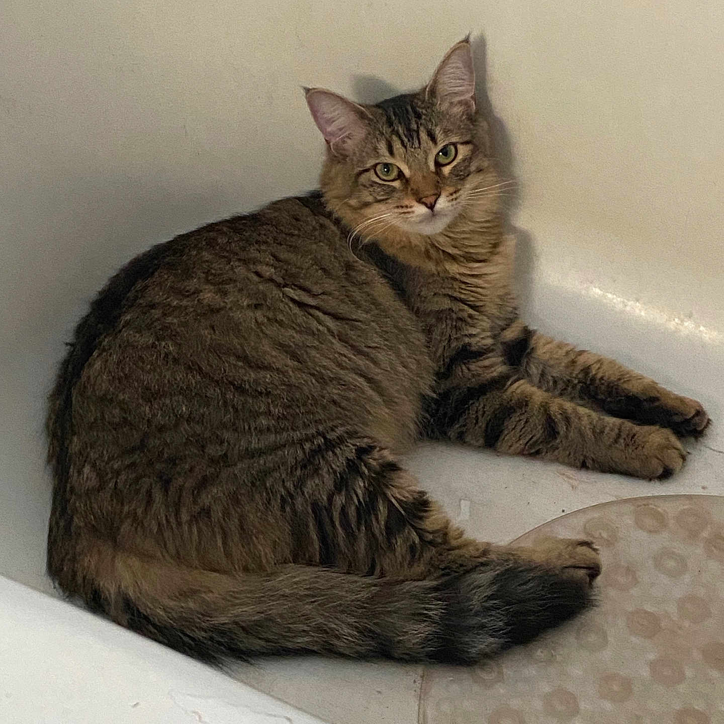 Harley is registered to the contest to win money with this photo: animal, bathtub, cat, companion, curious, cute, domestic, feline, fur, household, indoor, looking, mammal, pet, relaxed, resting, striped, tabby, tail, whiskers