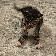 Leo joined the competition — help win amazing prizes! animal, carpet, cat, crouching, curious, cute, feline, fur, indoor, kitten, paws, pet, playful, small, tabby, tail, texture, whiskers, white_paws, young