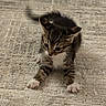 animal, carpet, cat, crouching, curious, cute, feline, fur, indoor, kitten, paws, pet, playful, small, tabby, tail, texture, whiskers, white_paws, young