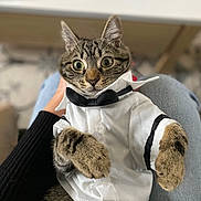 Kiwi a rejoint le concours — aidez-le/la à gagner de superbes lots ! cat, tabby, pet, animal, tuxedo, bow_tie, clothing, cute, wide_eyes, furry, indoor, person_hand, lap, blurred_background, portrait, domestic_cat, feline, looking, sitting, soft_light