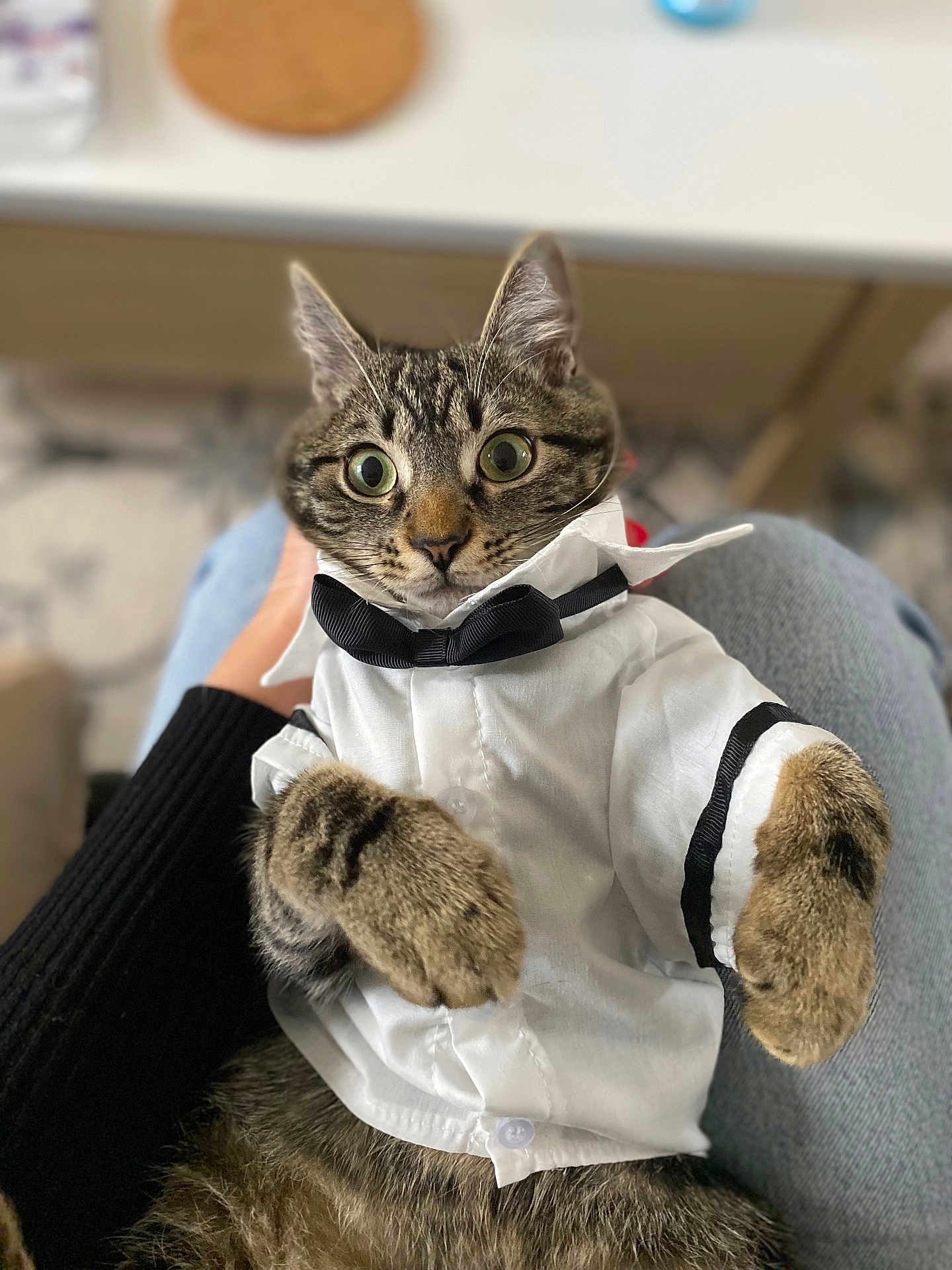 Kiwi a rejoint le concours — aidez-le/la à gagner de superbes lots ! cat, tabby, pet, animal, tuxedo, bow_tie, clothing, cute, wide_eyes, furry, indoor, person_hand, lap, blurred_background, portrait, domestic_cat, feline, looking, sitting, soft_light