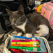 Hershey joined the competition — help win amazing prizes! backpack, cat, closeup, colorful, curious_cat, domestic_cat, feline, gray_cat, highlighters, household, indoor, kitchen_appliances, kitchen_counter, pencil_case, pens, pet, resting_cat, stationery, tabletop, white_paws