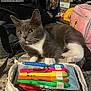 backpack, cat, closeup, colorful, curious_cat, domestic_cat, feline, gray_cat, highlighters, household, indoor, kitchen_appliances, kitchen_counter, pencil_case, pens, pet, resting_cat, stationery, tabletop, white_paws