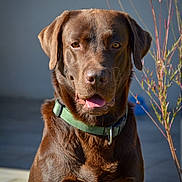Sisko a rejoint le concours — aidez-le/la à gagner de superbes lots ! dog, labrador, chocolate_labrador, pet, animal, canine, collar, outdoor, sunlight, portrait, brown_fur, tongue_out, sitting, nature, flower, branch, closeup, friendly, domestic_animal, companion