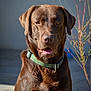 dog, labrador, chocolate_labrador, pet, animal, canine, collar, outdoor, sunlight, portrait, brown_fur, tongue_out, sitting, nature, flower, branch, closeup, friendly, domestic_animal, companion