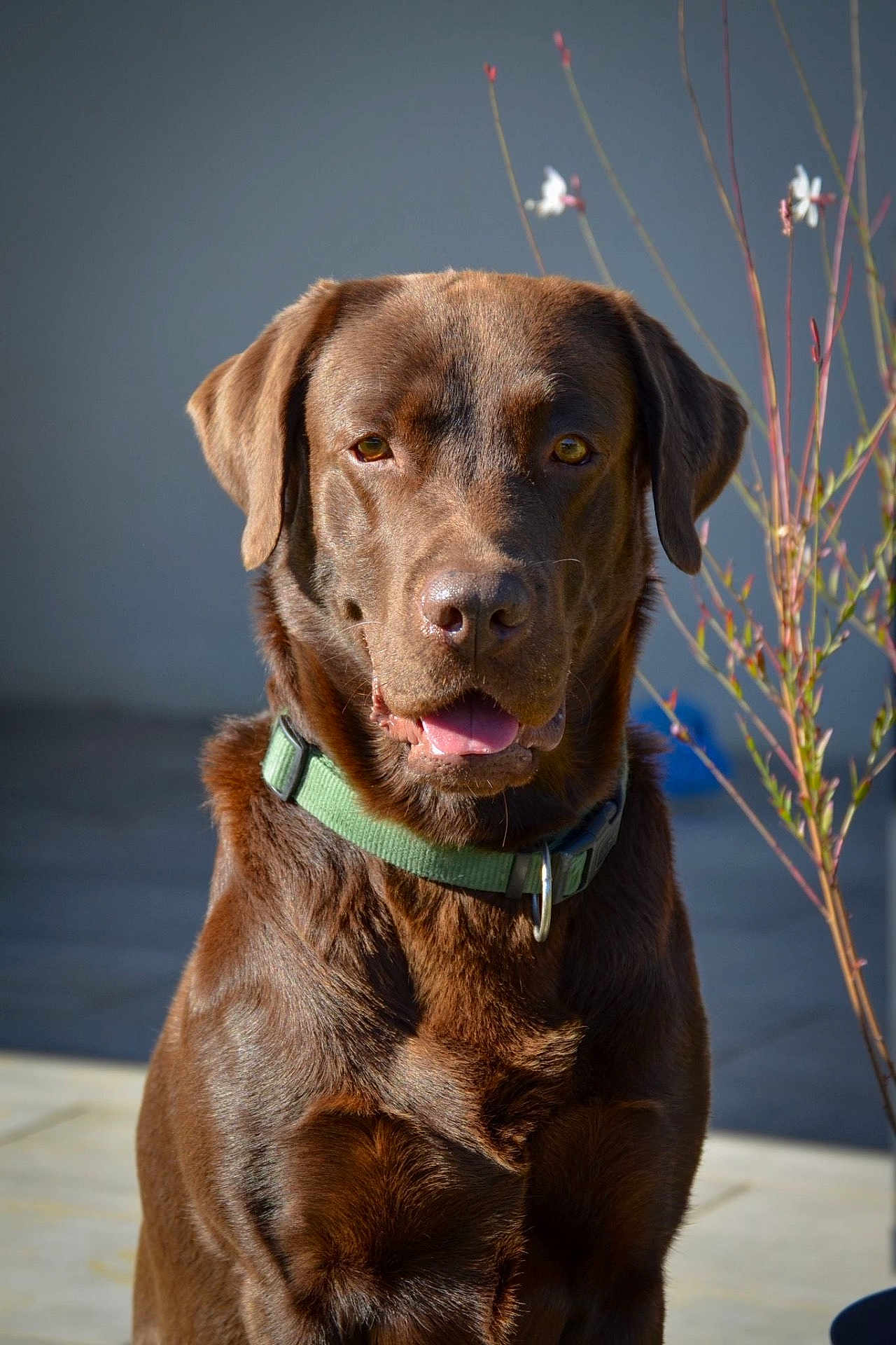 Sisko a rejoint le concours — aidez-le/la à gagner de superbes lots ! dog, labrador, chocolate_labrador, pet, animal, canine, collar, outdoor, sunlight, portrait, brown_fur, tongue_out, sitting, nature, flower, branch, closeup, friendly, domestic_animal, companion