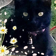 Noa participe au concours pour gagner de l'argent avec cette photo : art, black_cat, bombay, carnivore, cat, domestic_short_haired_cat, felidae, kitten, small_to_medium_sized_cats, whiskers